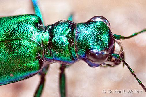 Metallic Green Bug_26972-4crop.jpg - Six-spotted Tiger Beetle (Cicindela sexguttata) on a rock photographed at Smiths Falls, Ontario, Canada.